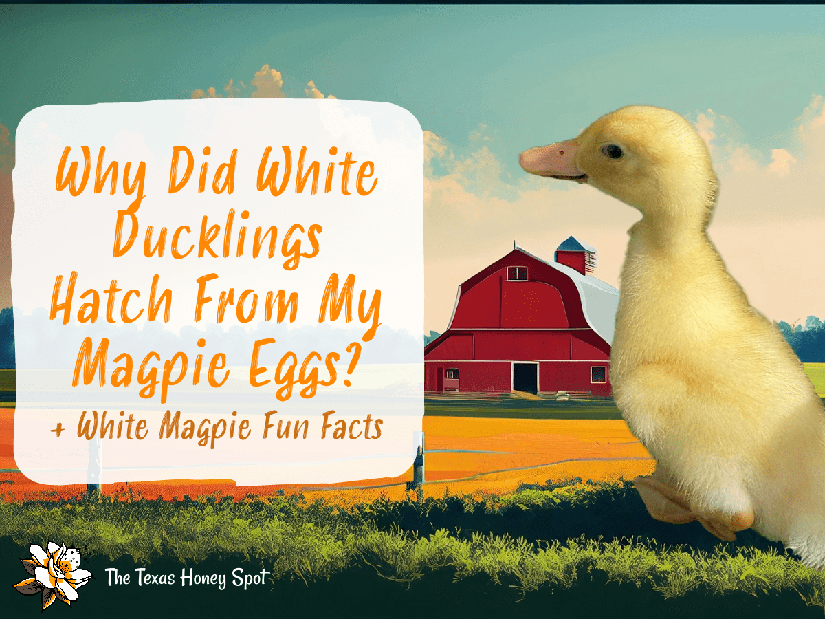 Why Did White Ducklings Hatch From My Magpie Eggs?